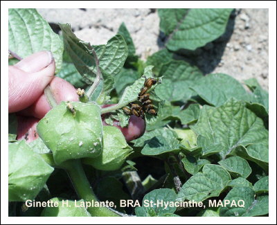 Chrysomle triraye de la pomme de terre
