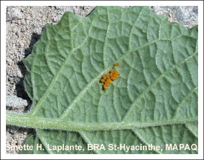 Chrysomle triraye de la pomme de terre