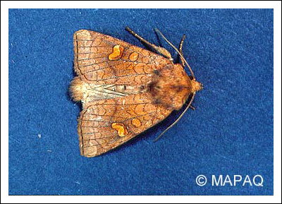 Noctuelle du fraisier