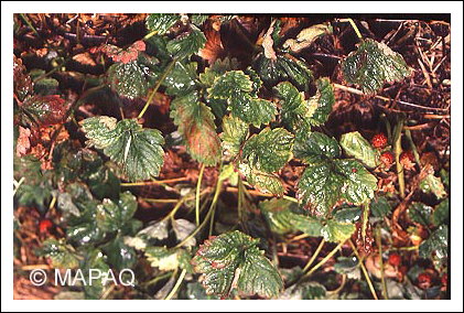 Tarson�me du fraisier