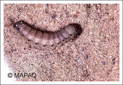 Perce-tige de la pomme de terre