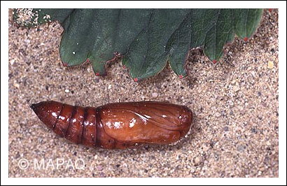 Perce-tige de la pomme de terre