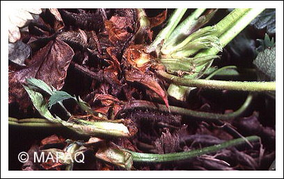 Perce-tige de la pomme de terre