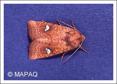 Noctuelle du fraisier