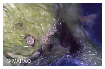 Anthonome de la fleur du fraisier