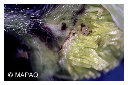 Anthonome de la fleur du fraisier