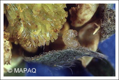 Anthonome de la fleur du fraisier