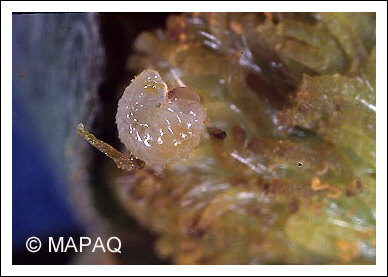 Anthonome de la fleur du fraisier