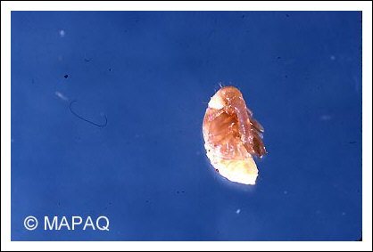 Anthonome de la fleur du fraisier