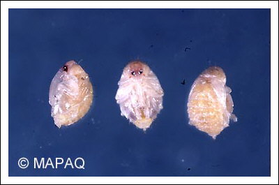 Anthonome de la fleur du fraisier