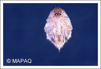 Anthonome de la fleur du fraisier