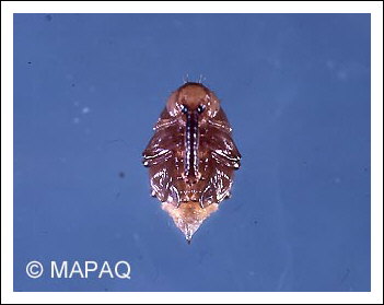 Anthonome de la fleur du fraisier