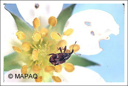 Anthonome de la fleur du fraisier