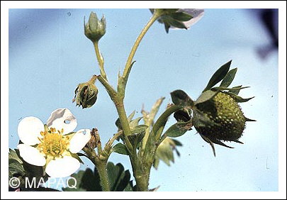 Anthonome de la fleur du fraisier