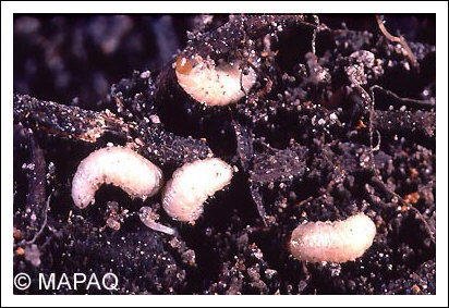 Charan�on de la racine du fraisier