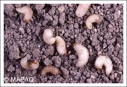 Charan�on de la racine du fraisier