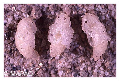 Charan�on de la racine du fraisier