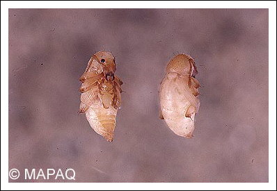 Charan�on de la racine du fraisier