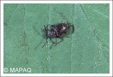 Charan�on de la racine du fraisier