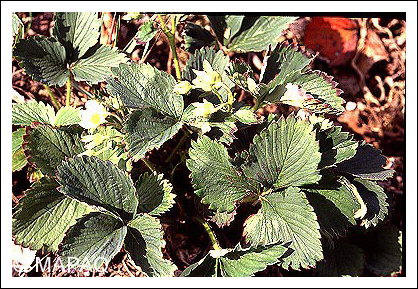 Charan�on de la racine du fraisier