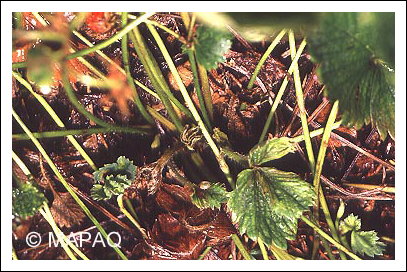 Tarson�me du fraisier