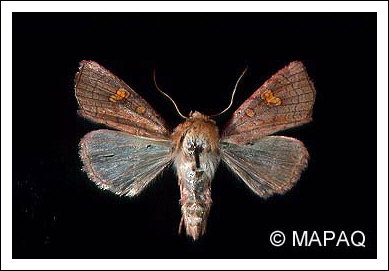 Noctuelle du fraisier