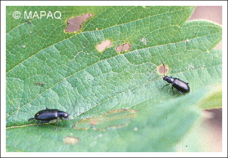 Altise � t�te rouge