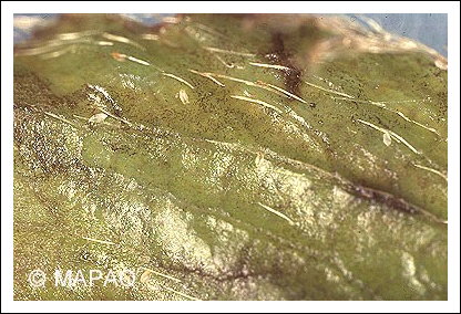 Tarson�me du fraisier