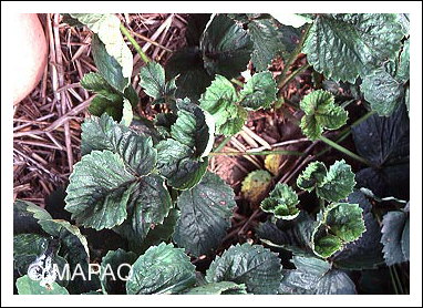 Tarson�me du fraisier