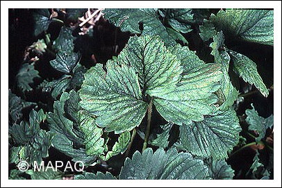 Tarson�me du fraisier