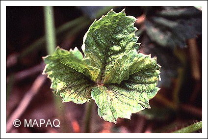 Tarson�me du fraisier