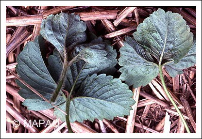 Tarson�me du fraisier