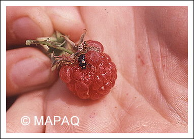 Nitidule � quatre points