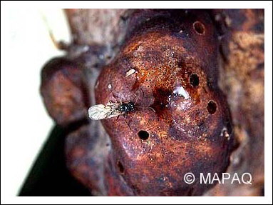 Gu�pe charpenti�re