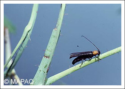 Anneleur du framboisier