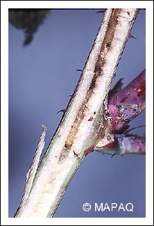 Anneleur du framboisier