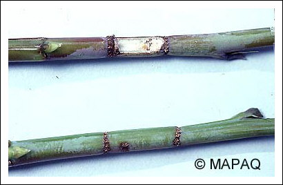 Anneleur du framboisier