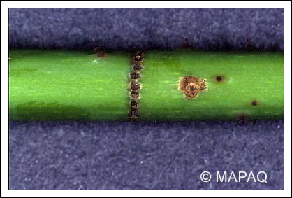 Anneleur du framboisier