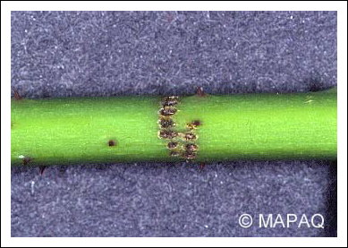 Anneleur du framboisier