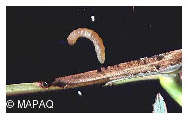 Anneleur du framboisier