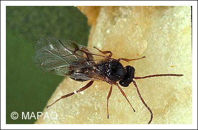 Gu�pe charpenti�re