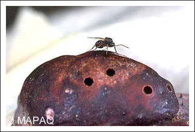 Gu�pe charpenti�re