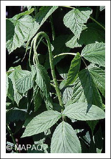 Anneleur du framboisier