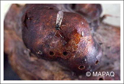 Gu�pe charpenti�re