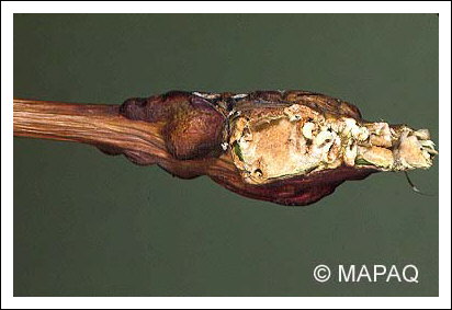 Gu�pe charpenti�re