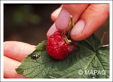 Nitidule � quatre points