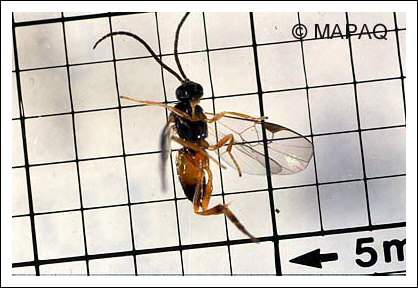 Gu�pe parasito�de de Schreckensteinia festiella