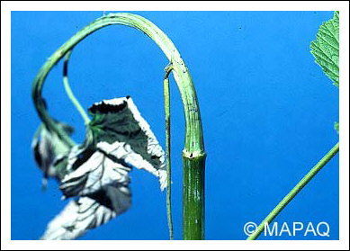 Mouche du framboisier