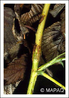 Mouche du framboisier