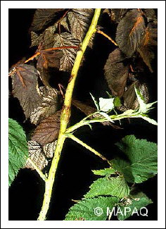 Mouche du framboisier